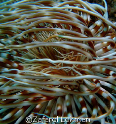 Guest what..?? Taken in Terengganu,Malaysia Island using ... by Zafarol Lokman 
